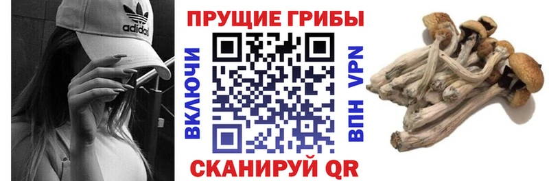 Псилоцибиновые грибы мицелий  наркотики  Керчь 